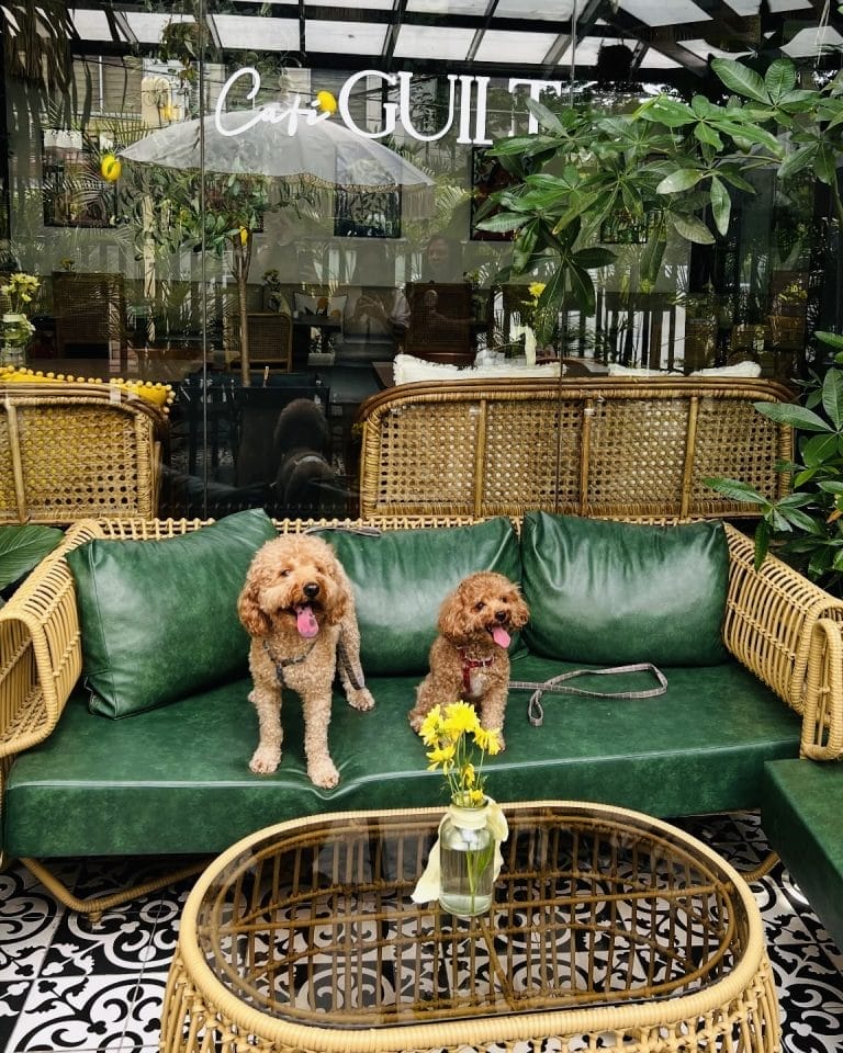 20+ Dog-Friendly Cafes in Manila Worth Wagging About