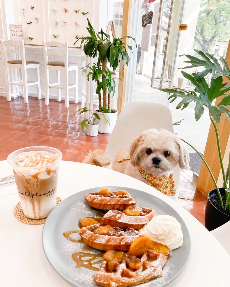 15+ Pet-Friendly Cafes and Restaurants in Metro Manila